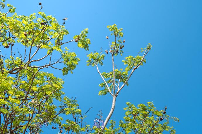 a group of birds sitting on top of a tree